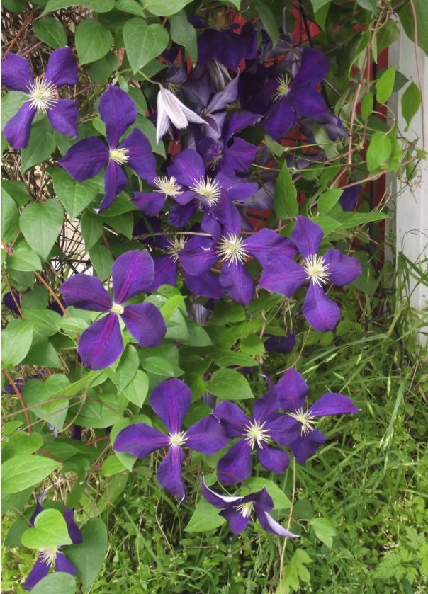 cascading clematis